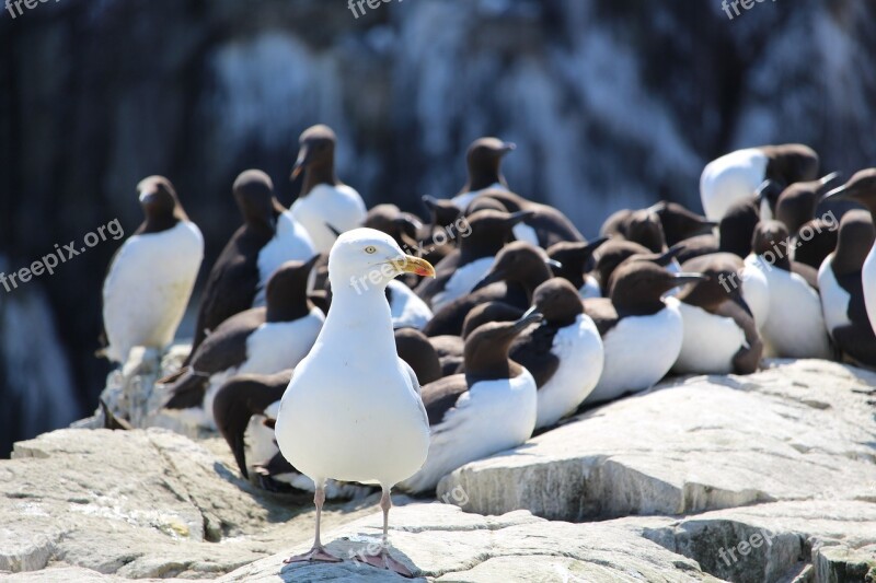 Herring Gull Gull Guillemots Farne Islands Farne