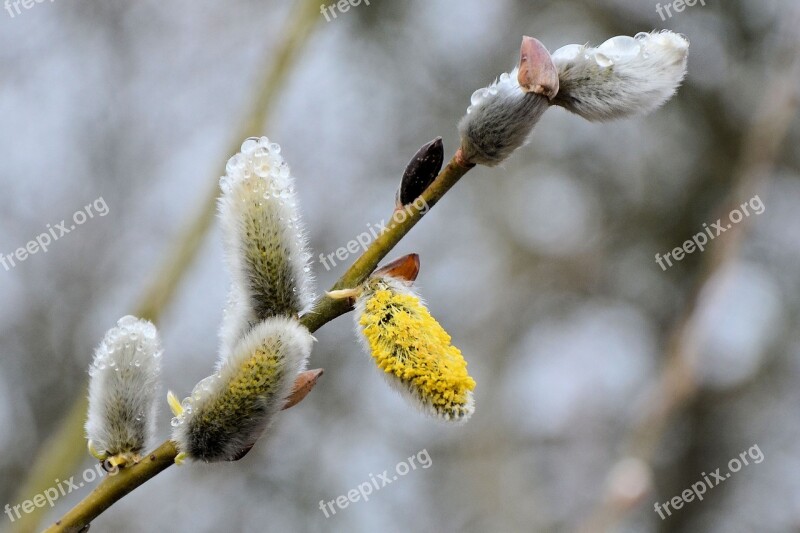 Willow Catkins Dewdrop Spring Pasture Nature