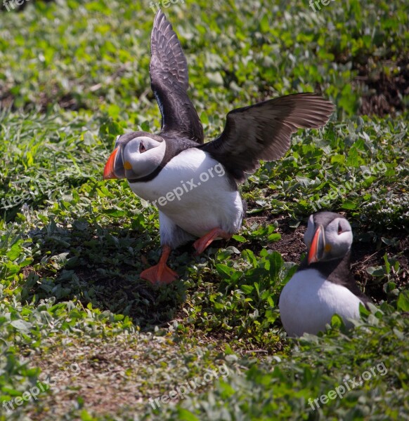 Puffin Taking Off Nesting Nest Hole Farne