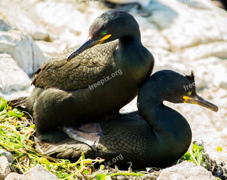 Shag Shags Seabird Bird Mating