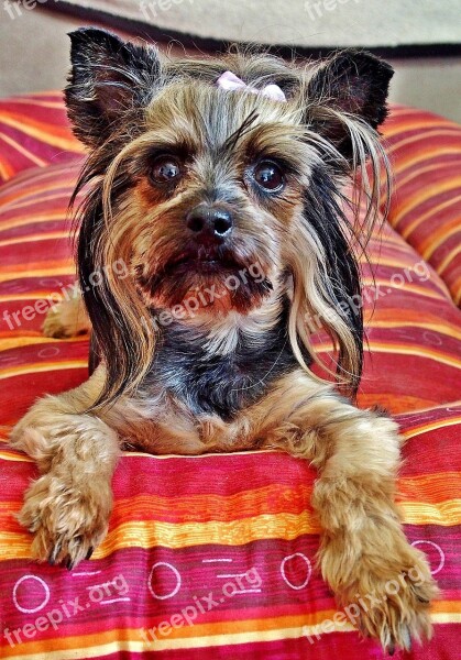 Yorkie Dog Bed Sweet Free Photos