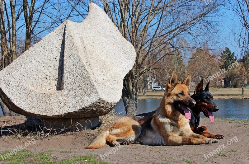 German Shepherd Doberman Dogs Lakeside Free Photos