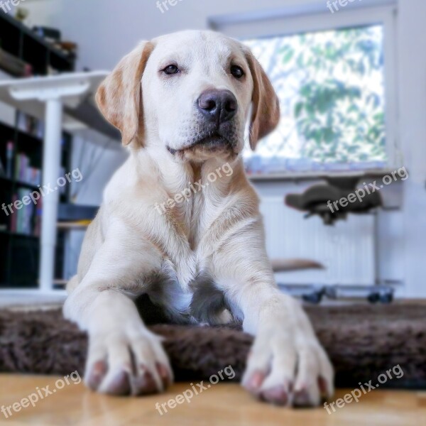 Dog Puppy Labrador Pet Young Dog