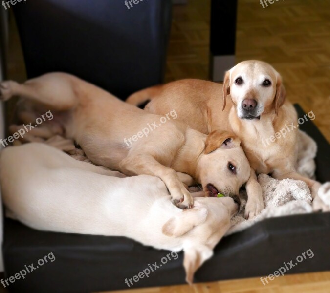 Dogs Labrador Puppy Young Dog Dog Plays