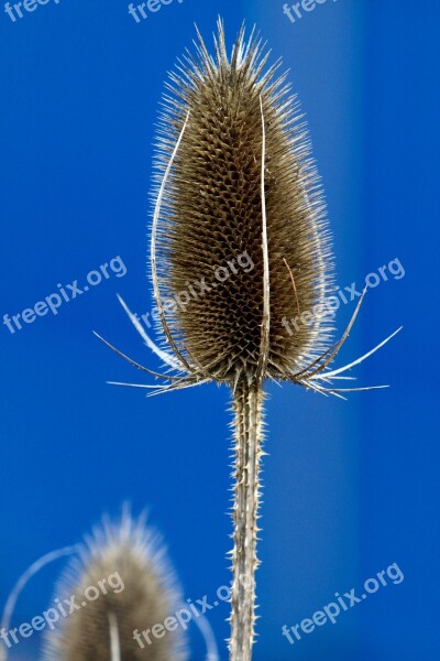 Thorn Flower Plant Nature Spiny Free Photos