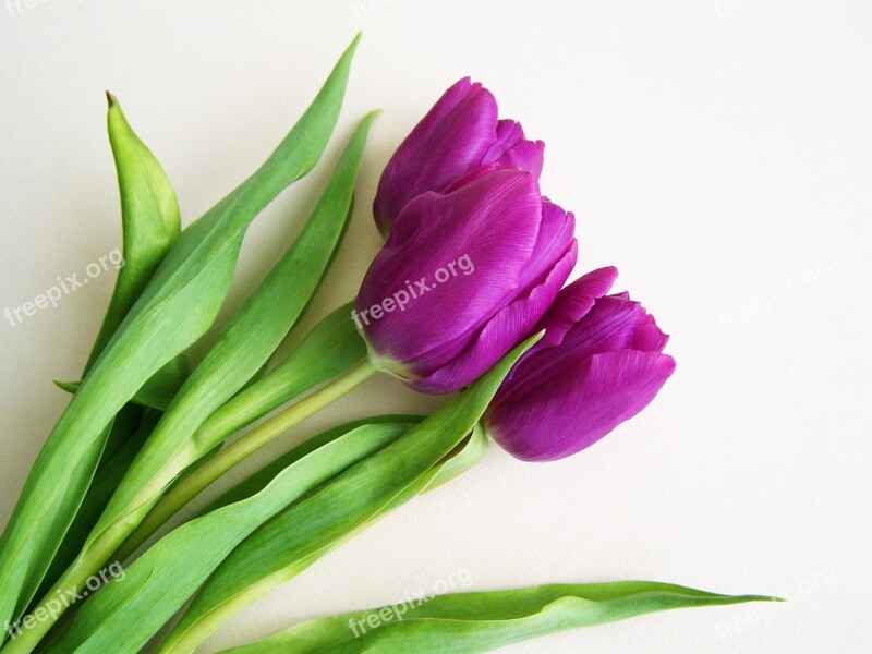 Purple Tulips Spring Flower Plant Free Photos