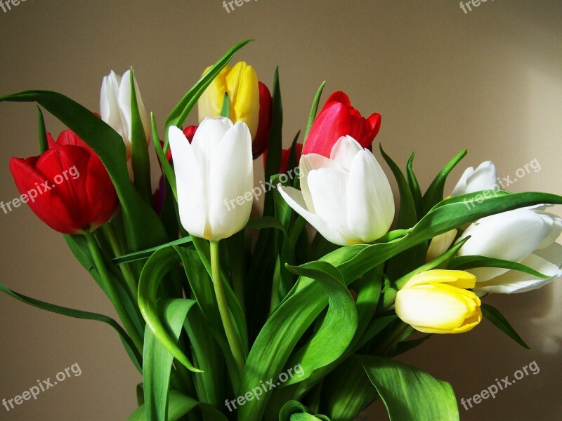 Tulip Bouquet Colorful Tulips Cut Flower Free Photos