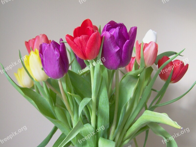 Tulip Bouquet Colorful Tulips Cut Flower Free Photos