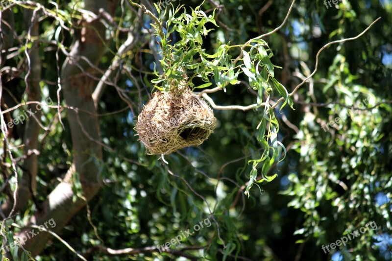 Nest Breed Birds Tree Airy