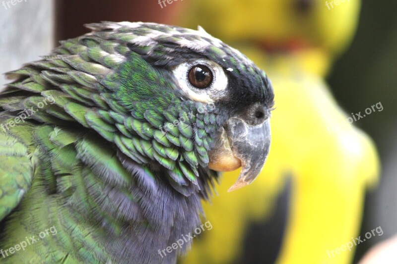 Parrot Bird Park Bird Bill Animal