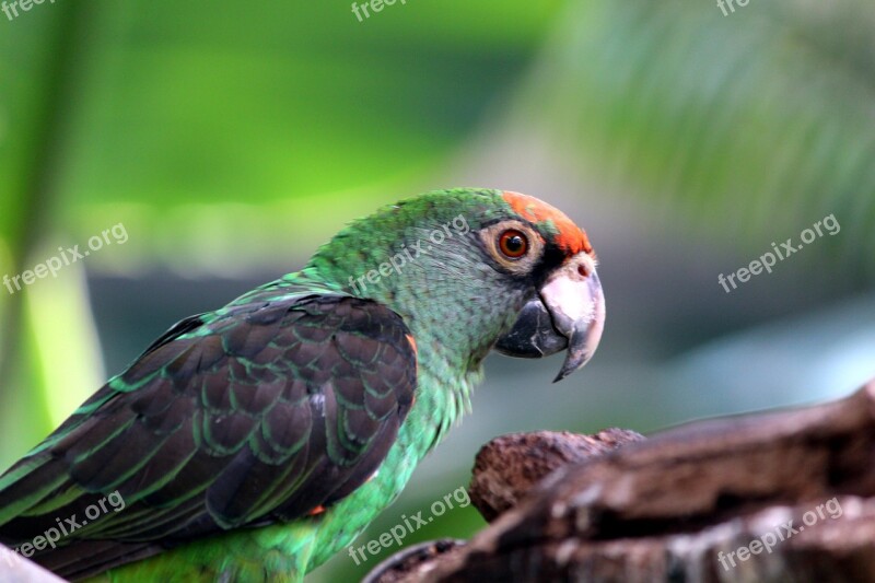 Parrot Bird Park Bird Bill Animal