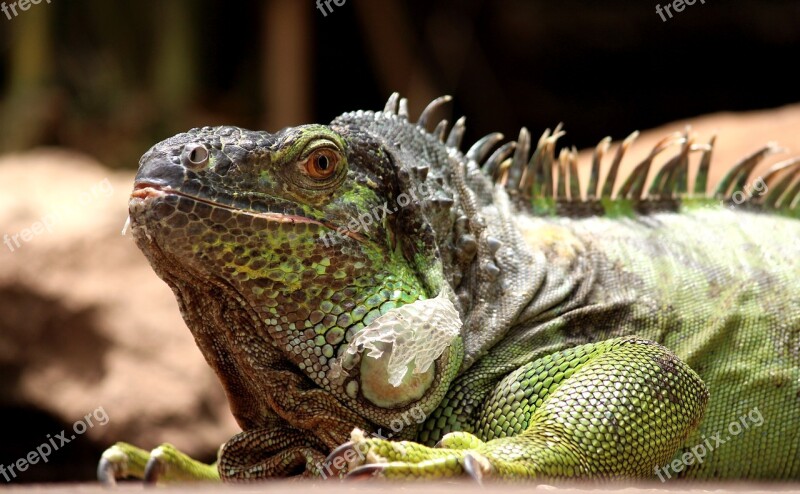 Iguana Lizard Reptile Animal Dragon