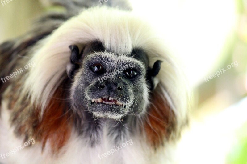 Liszt äffchen Free Gehege Zoo Park Animals