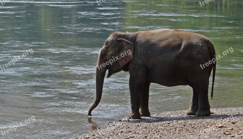 Pachyderm Elephant National Park Thailand Farm