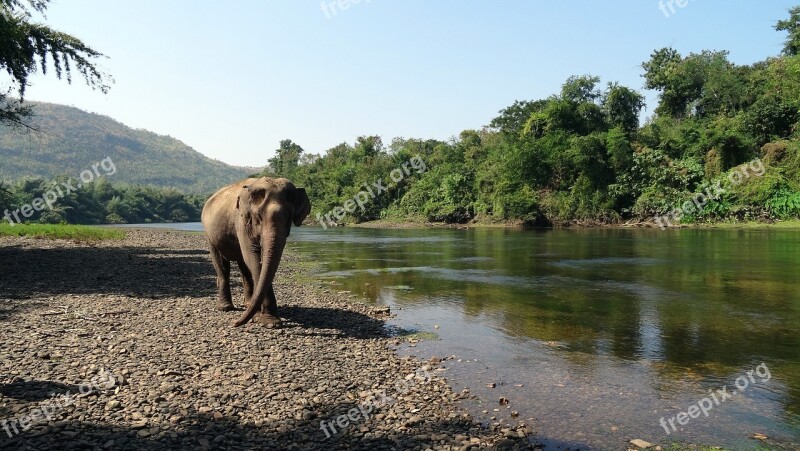 Pachyderm Elephant National Park Thailand Farm