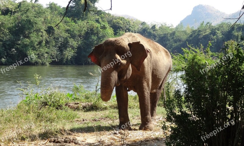 Pachyderm Elephant National Park Thailand Farm