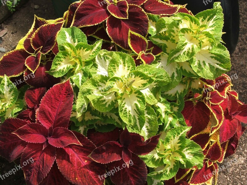 Coleus Foliage Maroon Green Yellow