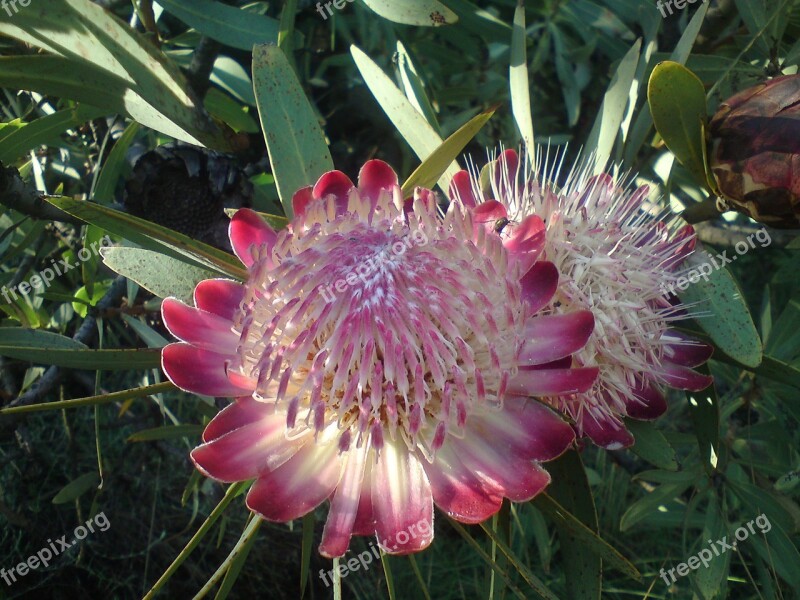 Protea South Africa Pink Flower Blossom