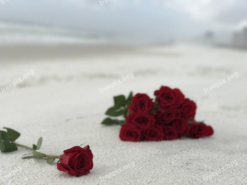 Roses Sand White Red Texture