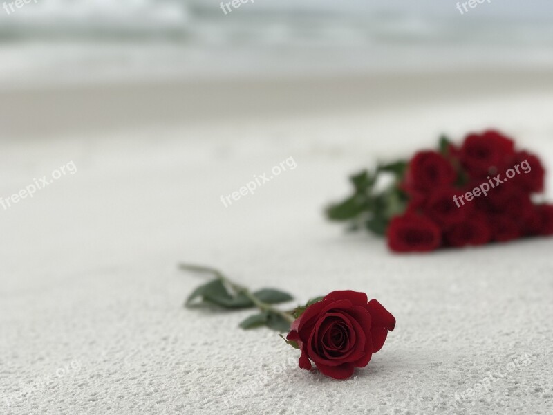 Roses Sand White Red Texture