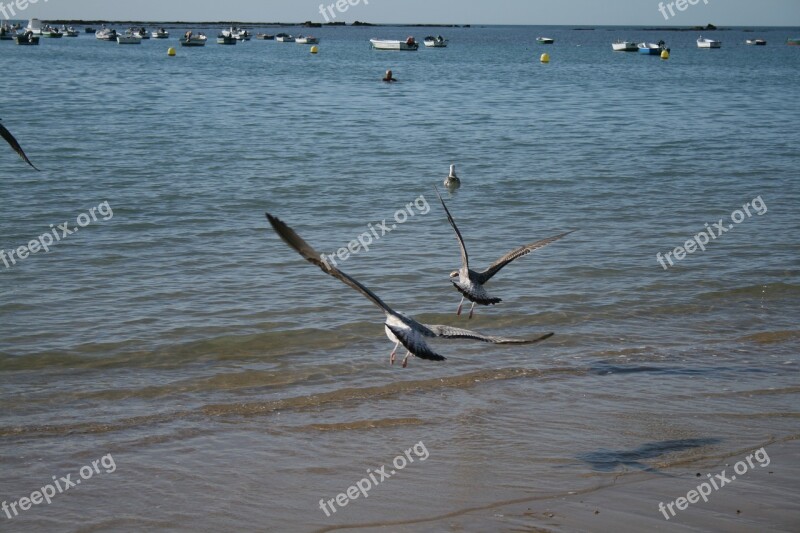 Fly Freedom Seagulls Sea Free Photos