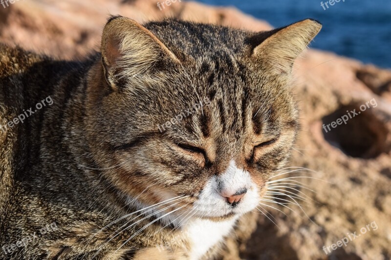 Cat Stray Face Eyes Mustache