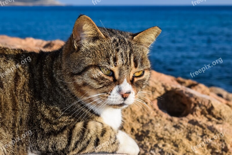 Cat Stray Face Eyes Mustache