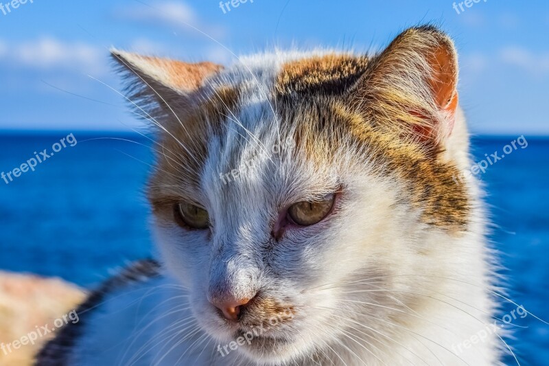 Cat Stray Face Eyes Animal