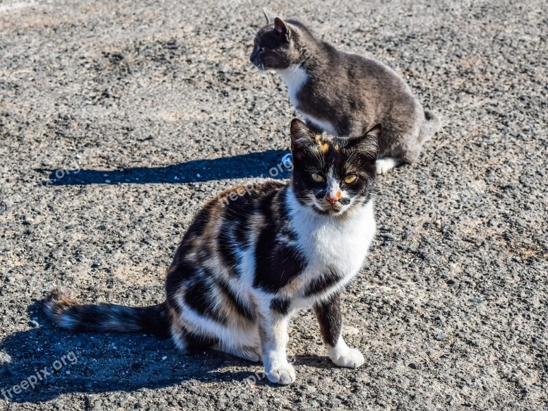 Cats Stray Street Animal Young