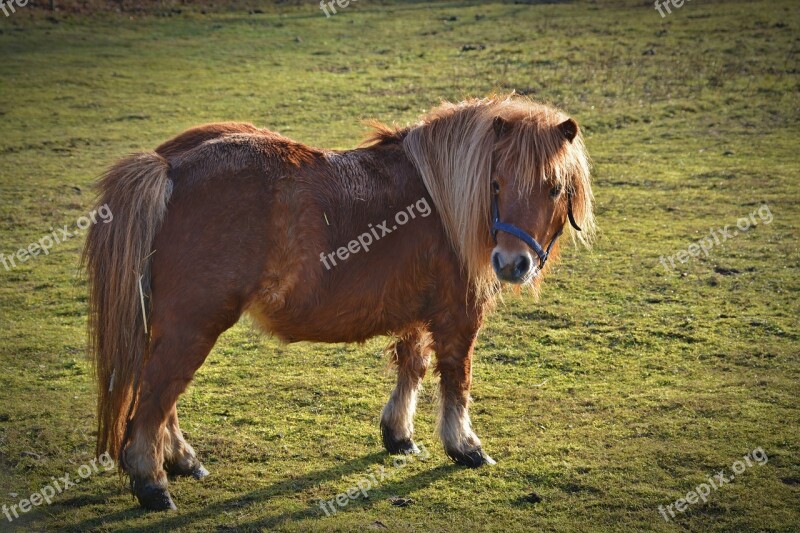 Pony Shetland Pony Wuschelig Animal Mane