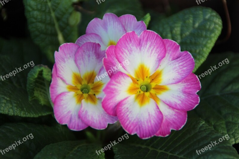 Primrose Pink White Green Plant