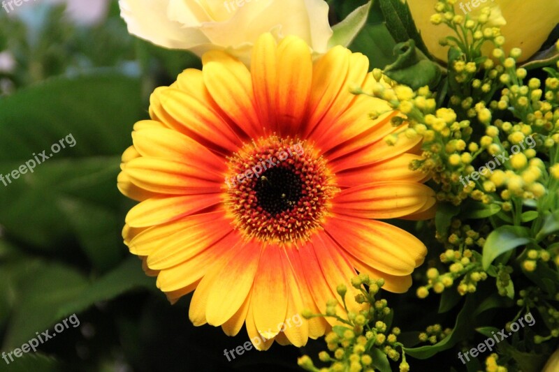 Gerbera Orange Yellow Flower Blossom