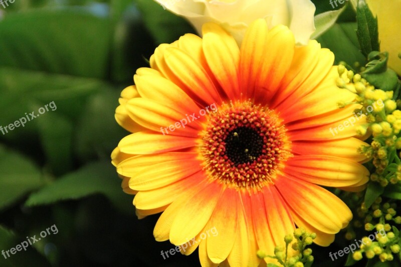 Gerbera Yellow Orange Flower Blossom