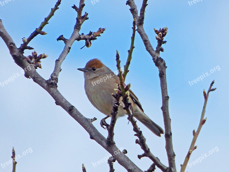 Bird Branches Black Redstart Smoked Cotxa Free Photos