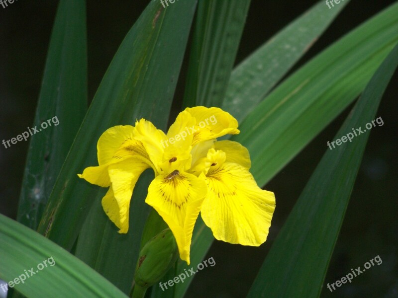 Flower Iris Na Nature Floral