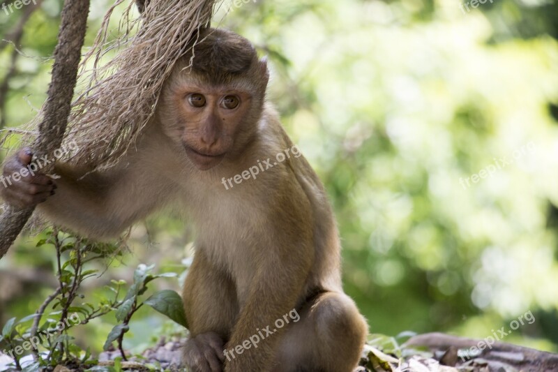 Monkey Thailand Asia Sweet Primate