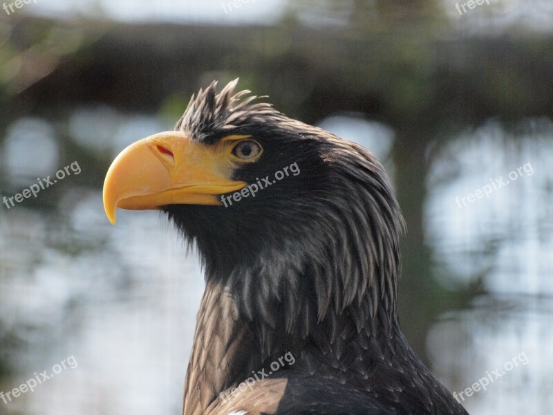 Eagle Bird Zoo Free Photos