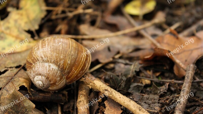 Snail Snail Shell Autumn Invertebrates Nature