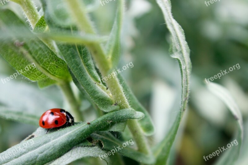 Ladybug Polka Dots Grass Nature Macro