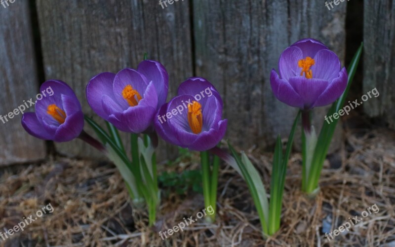 Crocus Purple Flower Crocuses Free Photos