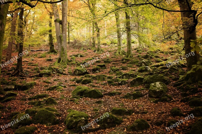 Forest Green Tree Nature Landscape