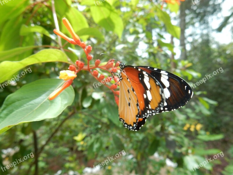 Butterfly Close Up Orange Butterfly Bug Pollen