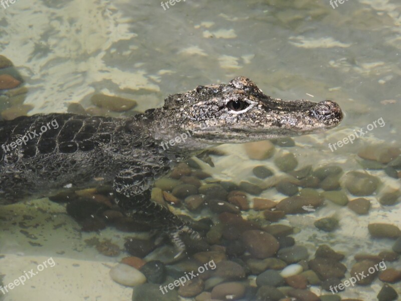 Alligator Zoo Reptile Wildlife Nature