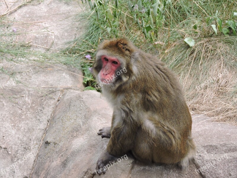 Zoo Primate Animal Mammal Free Photos