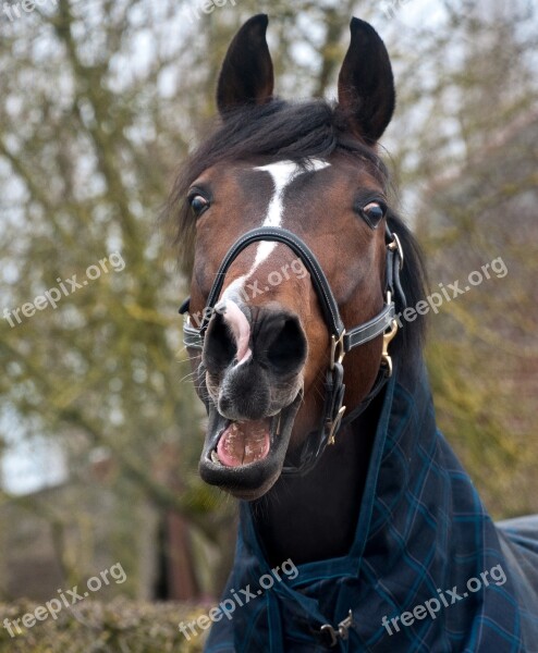 Horse Neigh Head Look Free Photos