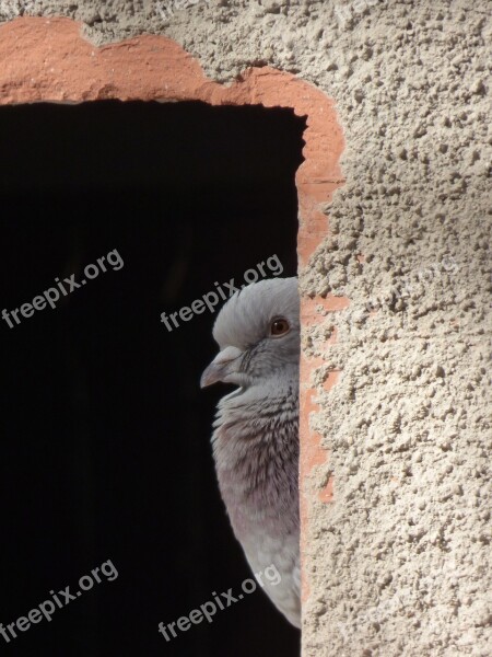 Paloma Window Lookout Spy Hidden Bird