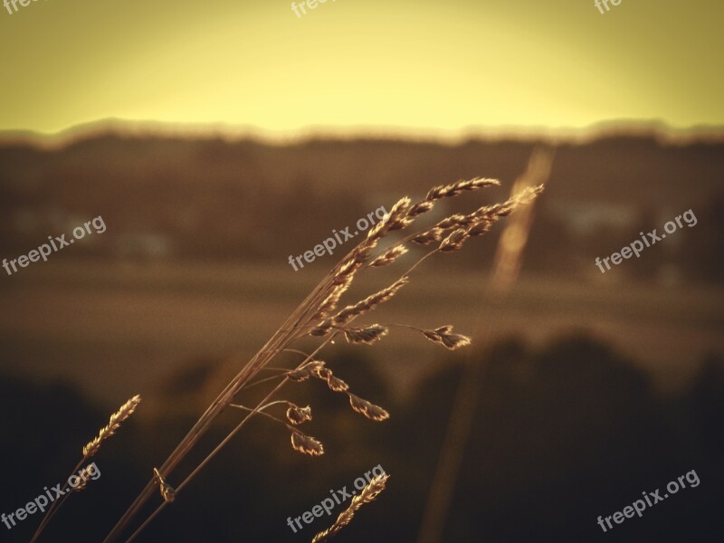 Cereals Field Summer Sky Nature Agriculture