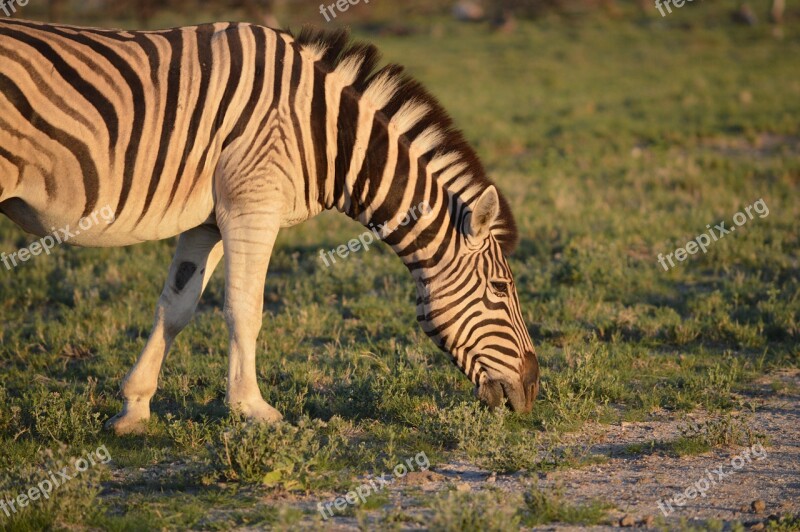 Zebra Striped Eating Zebra Green Wild Horse