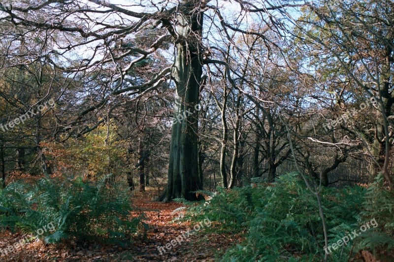 Tree Forest Woodland Enchanted Nature