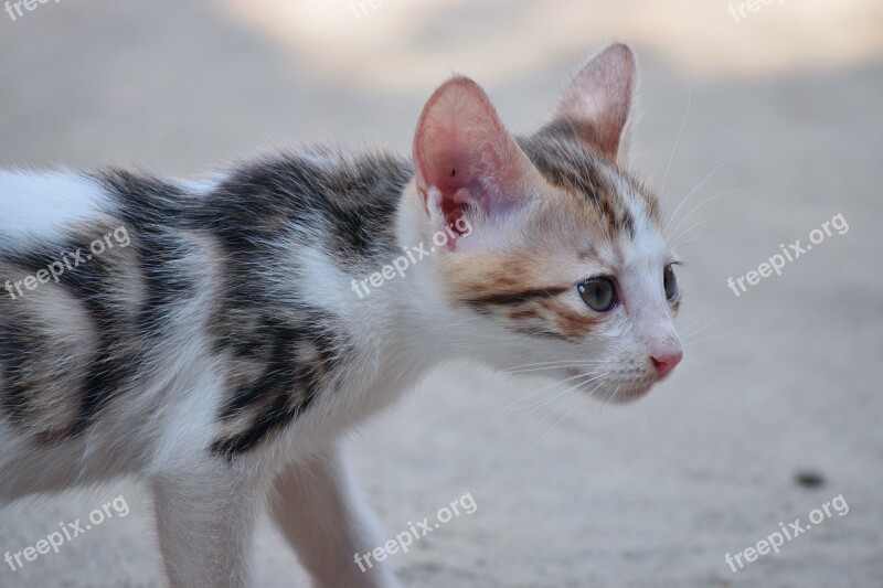 Cat Kitten Cute Animal Pet